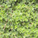 Thym précoce praecox Pseudolanuginosus