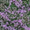 Thym précoce praecox Minor