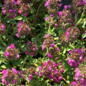 Thym précoce praecox Coccineus
