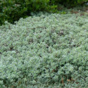 Thym poilu rampant ciliatus
