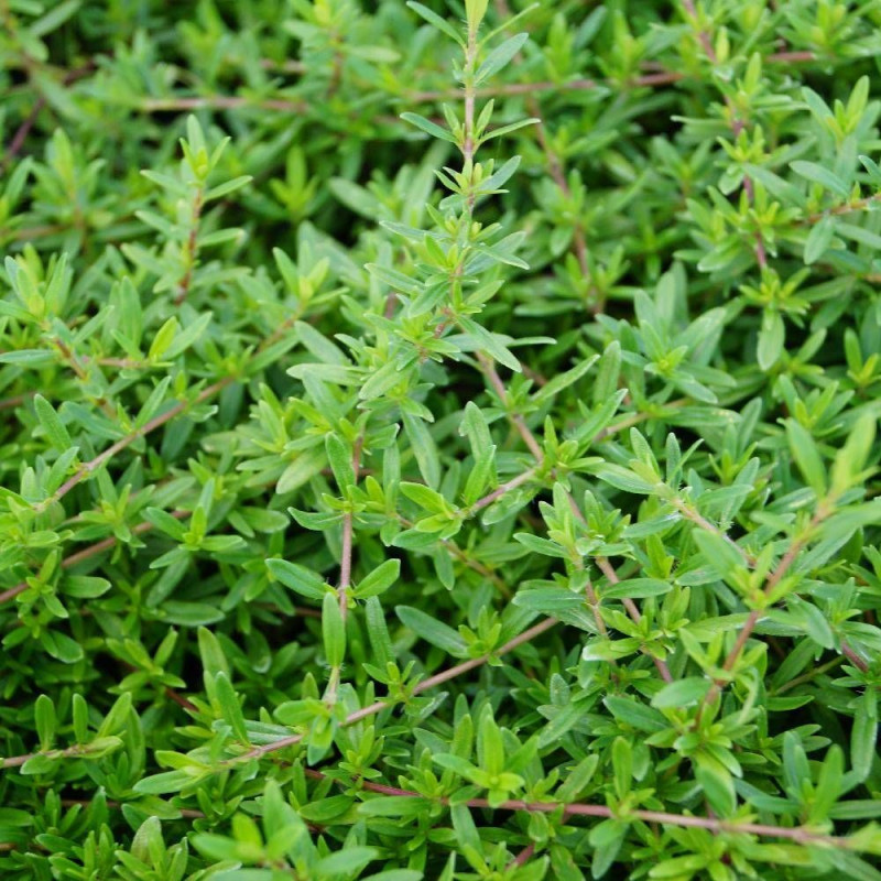 Thym luisant