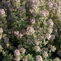 Thym commun vulgaris Silver Posie