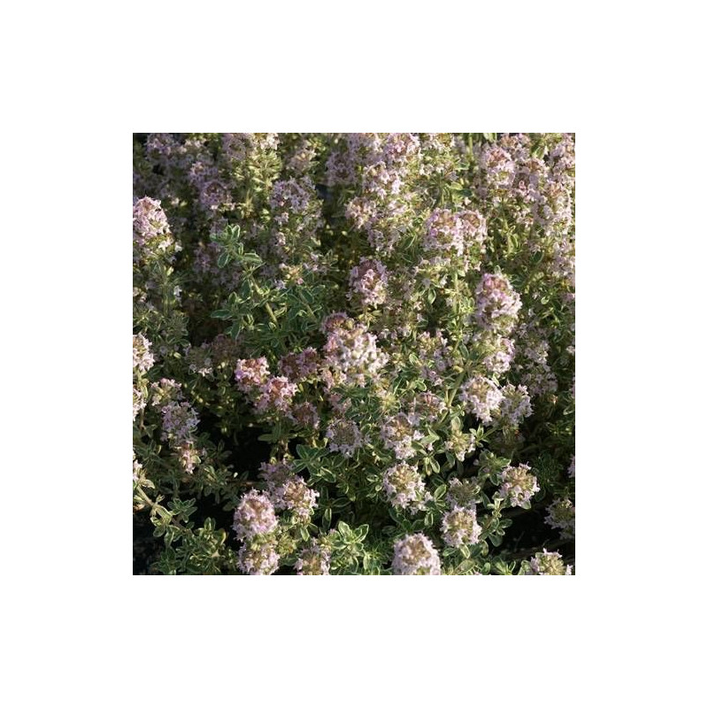 Thym commun Silver Posie