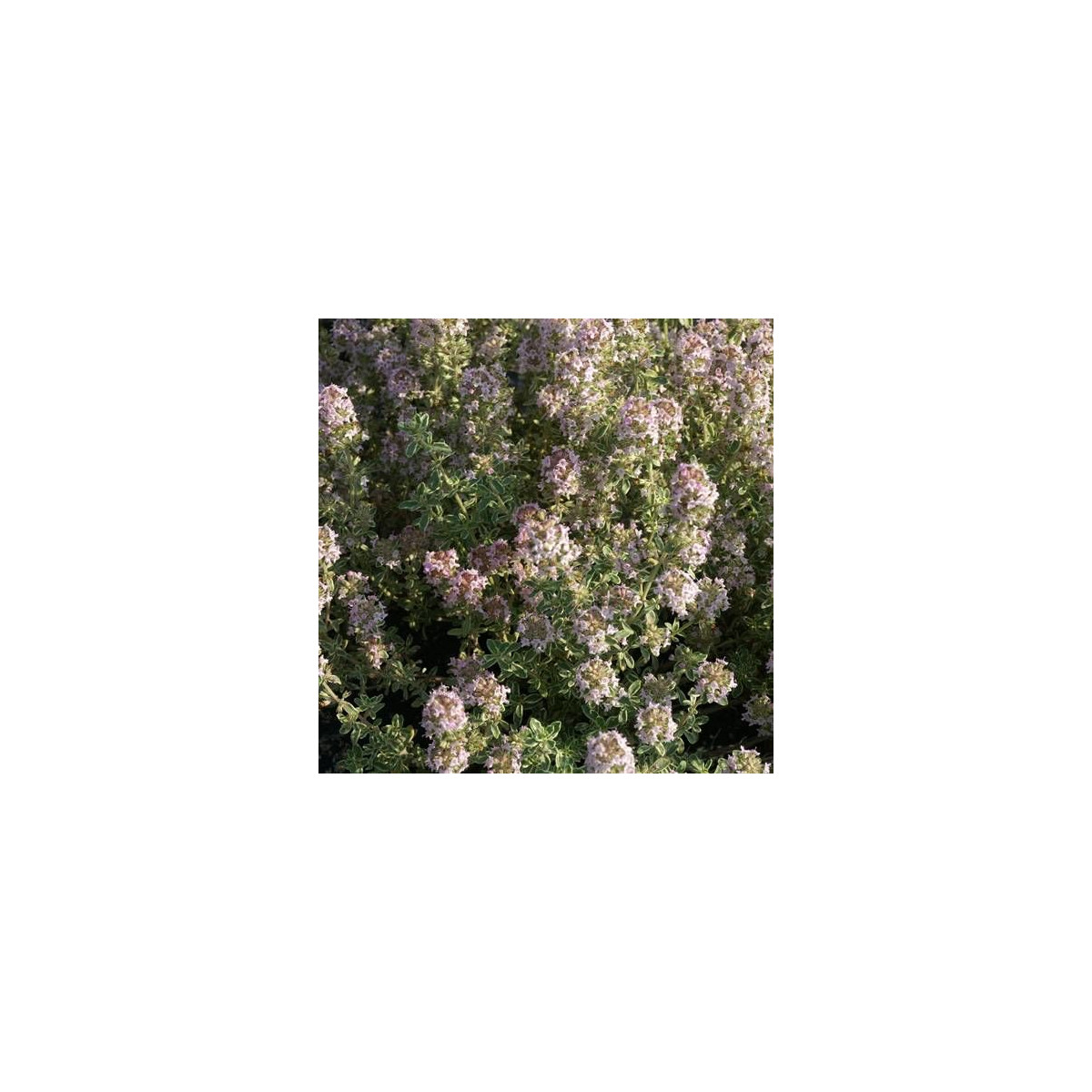 Thym commun vulgaris Silver Posie Thym commun vulgaris Silver Posie