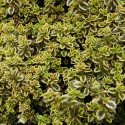 Thym citron doré citriodorus Aureus