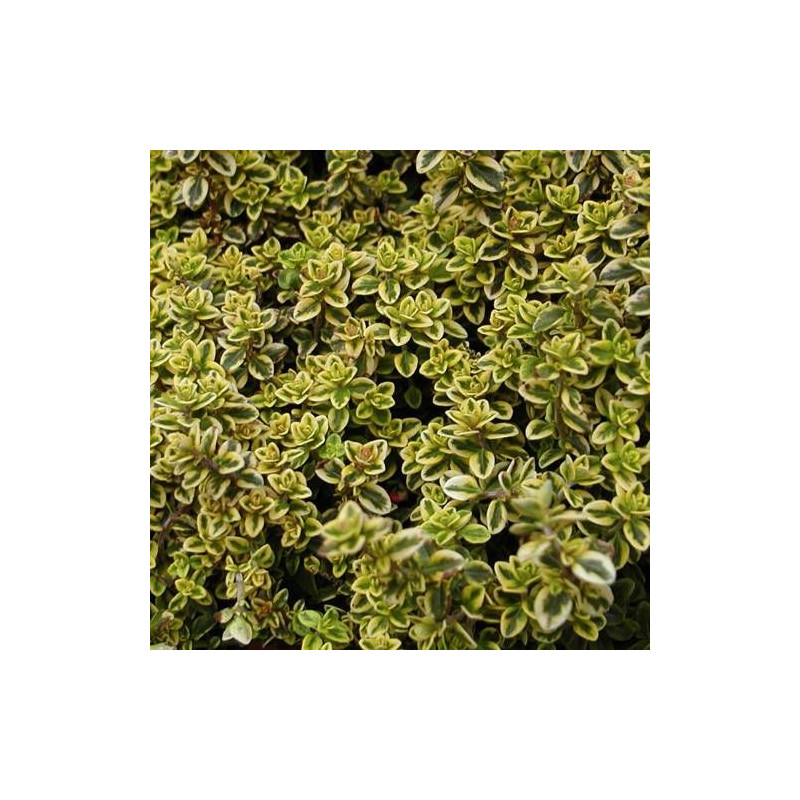Thym citron doré