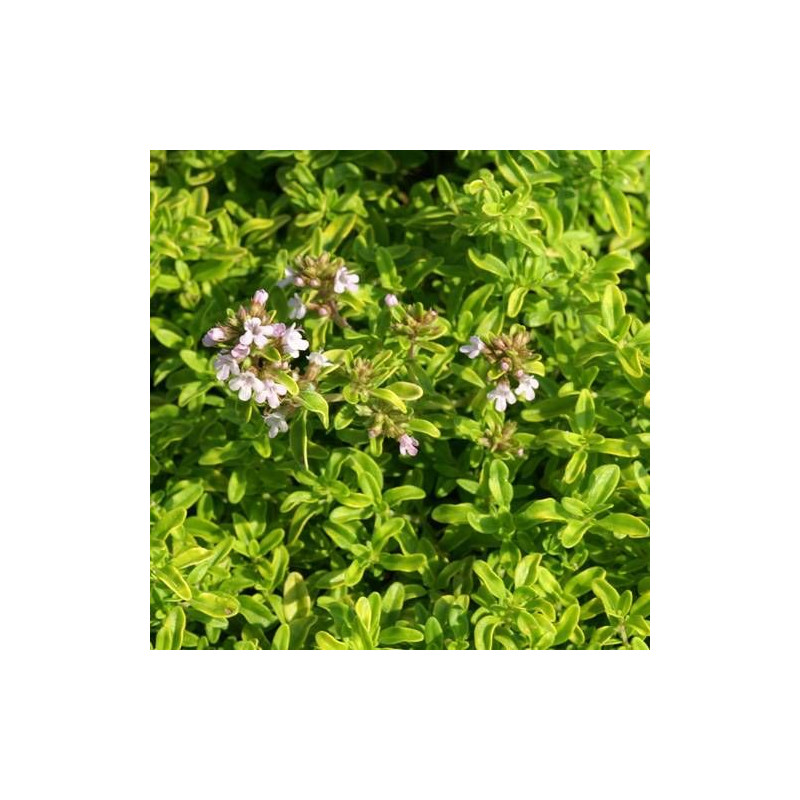 Thym citron doré