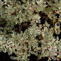 Thym citron citriodorus Variegatus