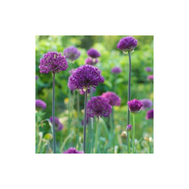 Ail d'ornement Purple Sensation