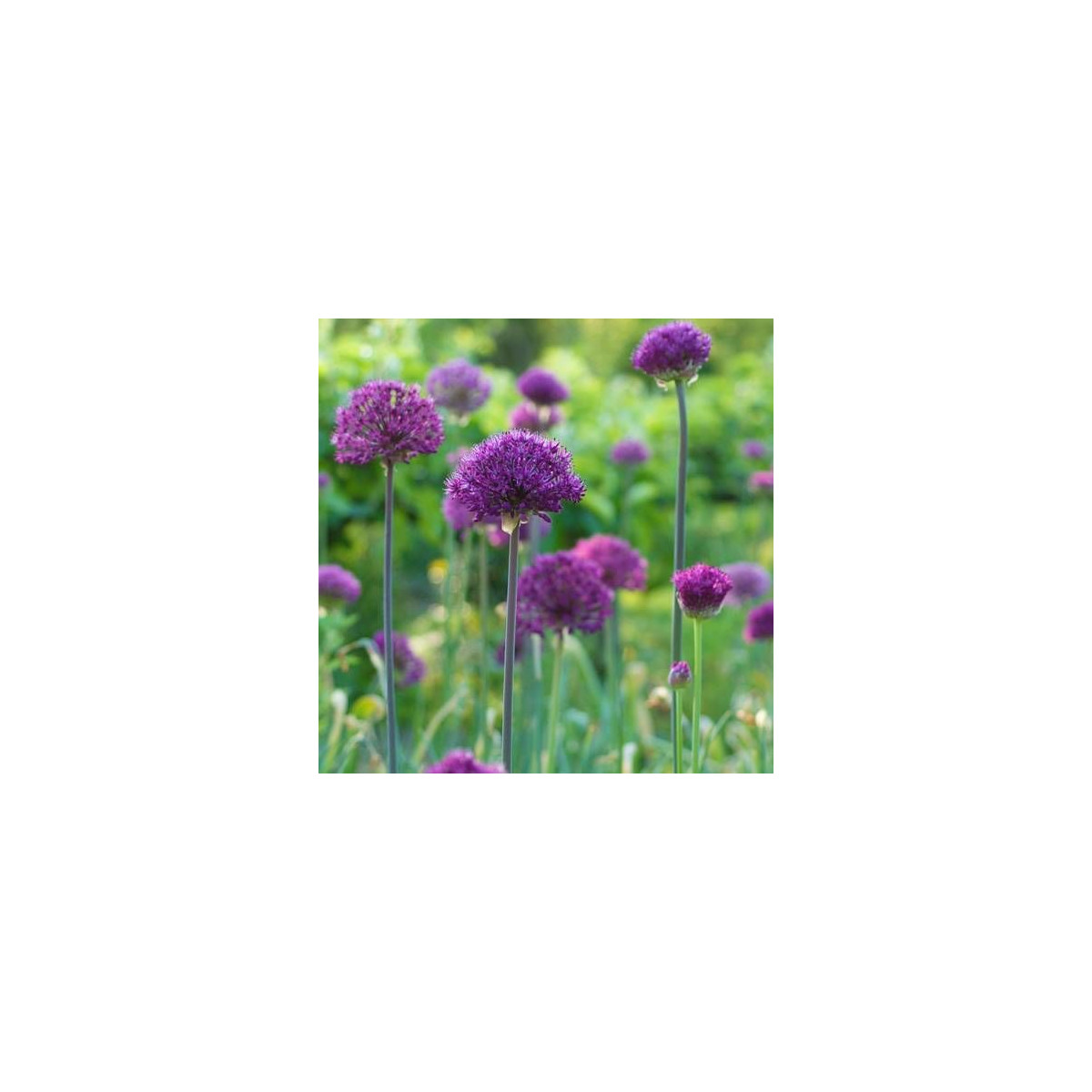 Ail d'ornement Purple Sensation
