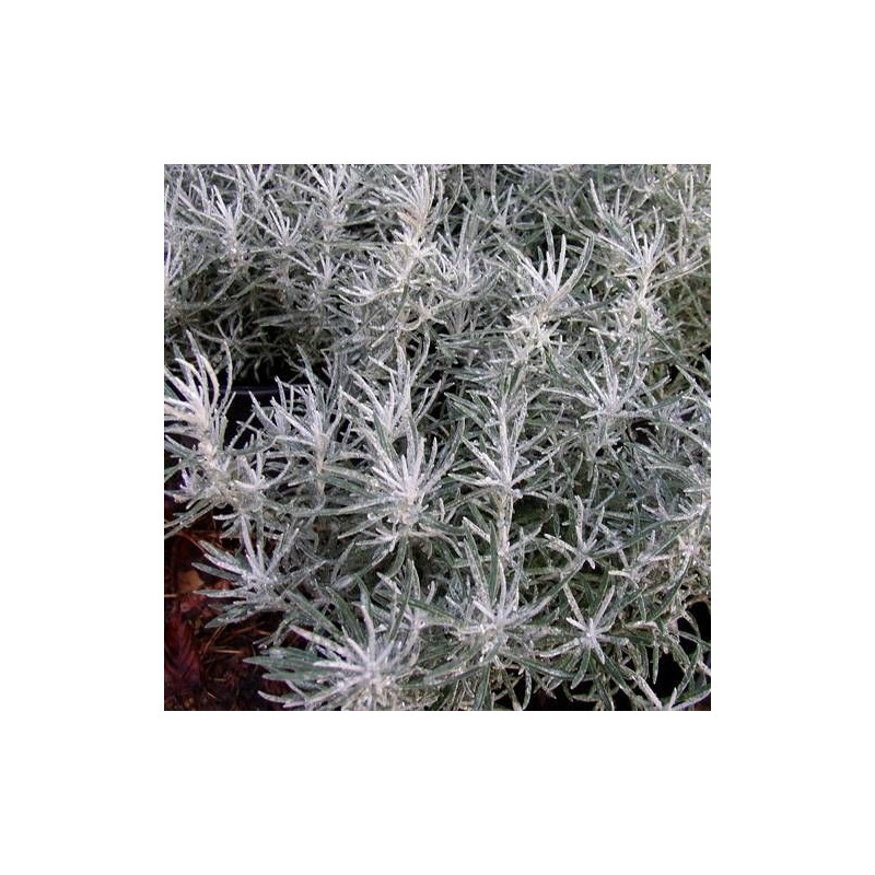 Immortelle d'Italie serotinum