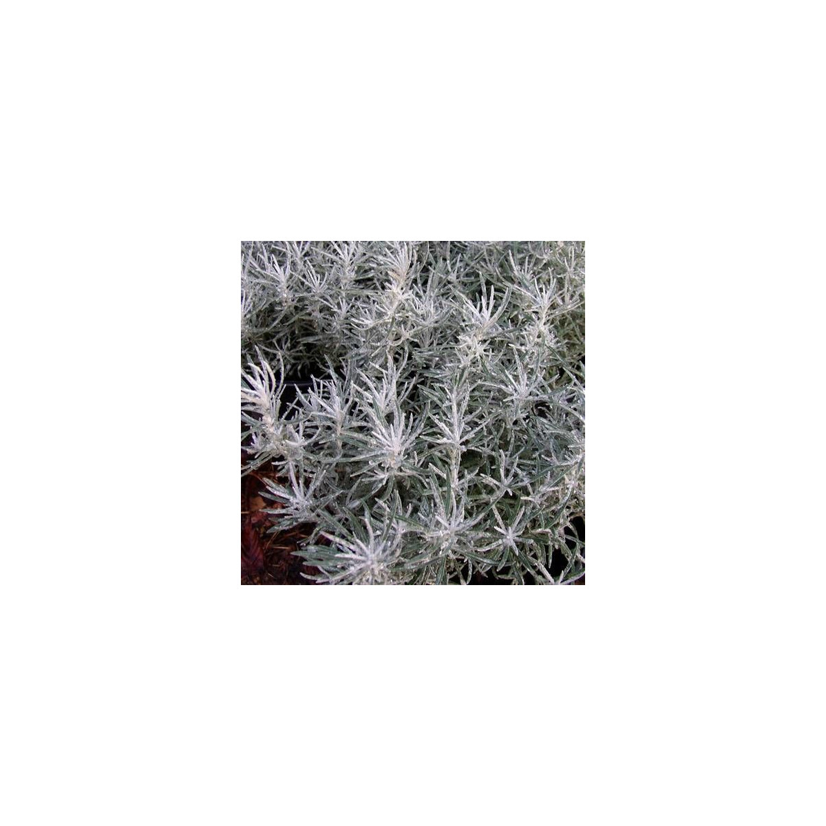 Immortelle italicum ssp. serotinum Immortelle italicum ssp. serotinum