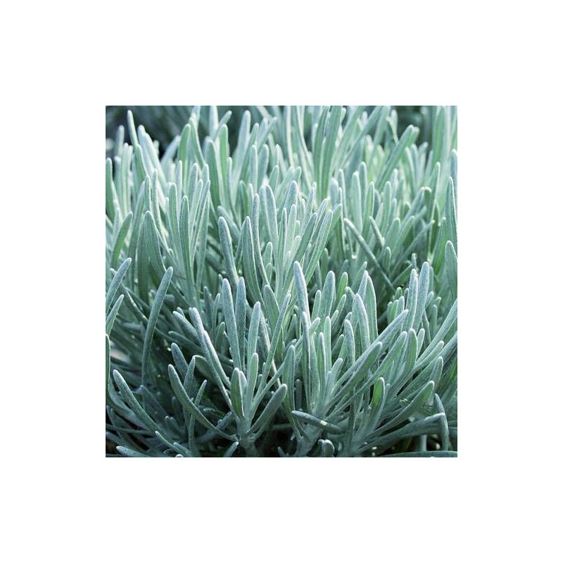 Immortelle d'Italie Weisses Wunder