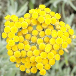 Immortelle orientale