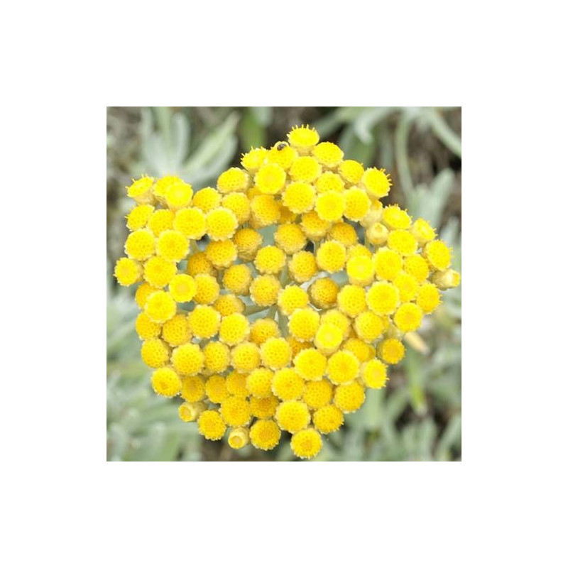 Immortelle d'Orient