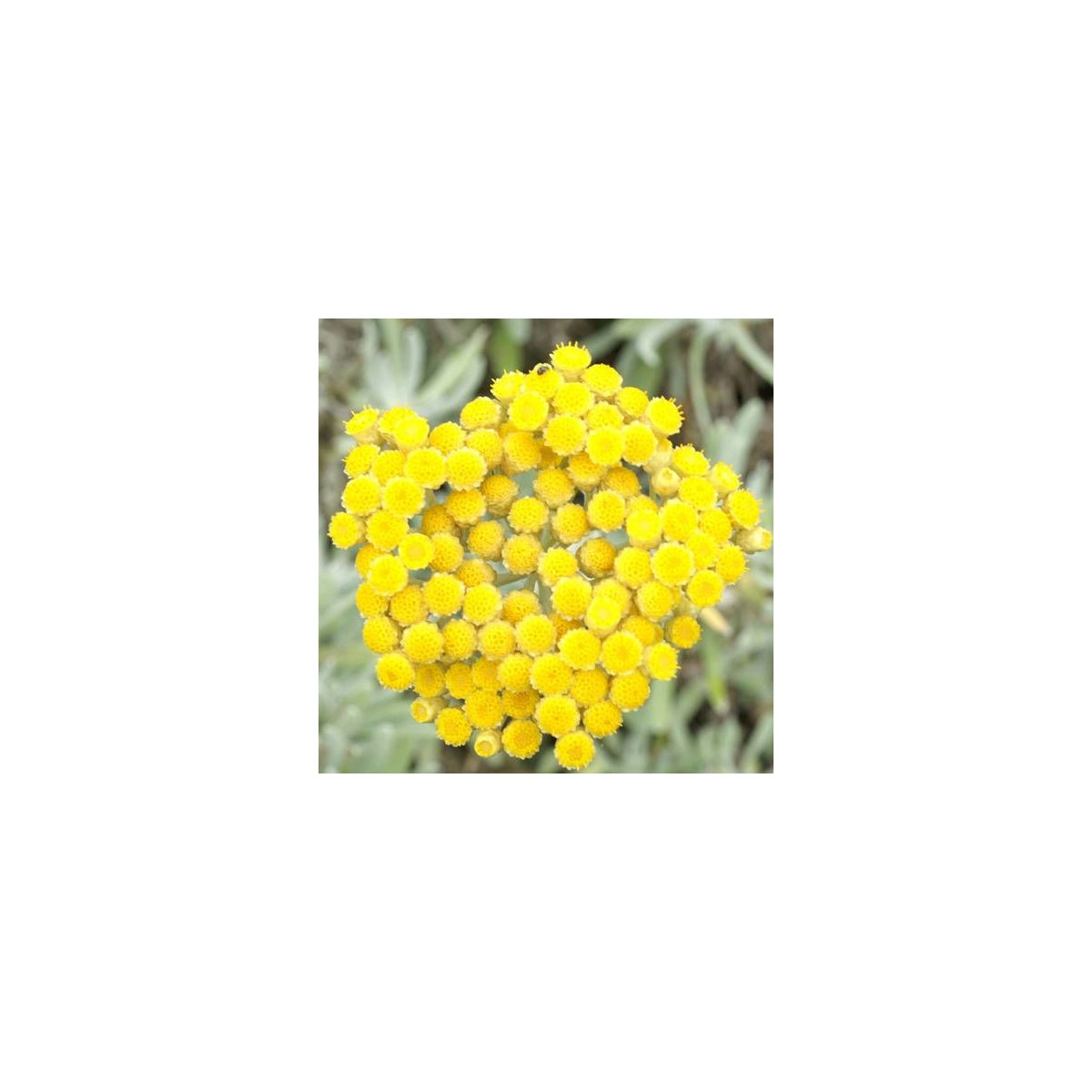 Immortelle orientale Immortelle orientale