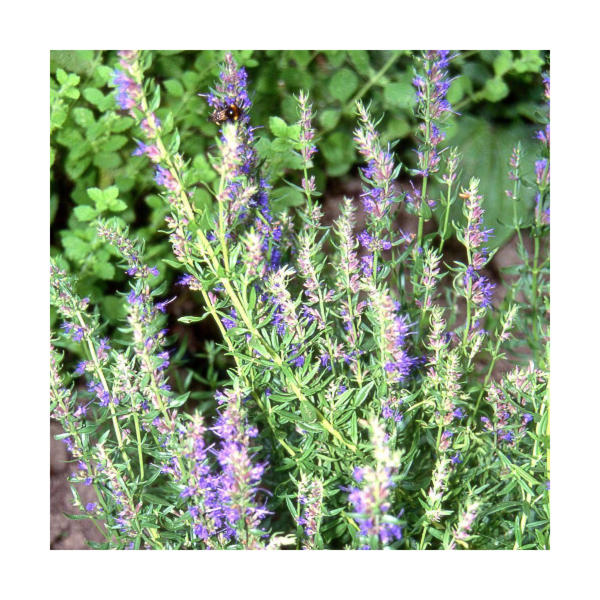 Hysope officinalis