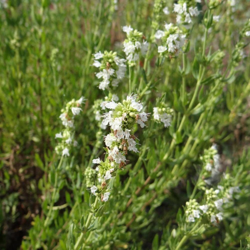 Hysope officinalis Albus