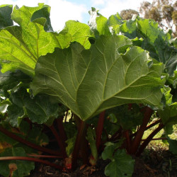 Rhubarbe des jardins
