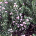 Romarin Majorca Pink