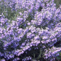 Sauge bleue Grandiflora