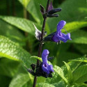 Sauge guarani Black and Blue