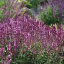 Sauge des bois New dimension Rose