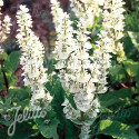 Sauge sclarée Vatican White