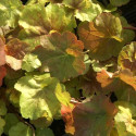 Heuchere Peach Flambe®