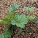 Heucherella Kimono®