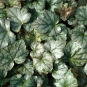 Heucherella Quicksilver