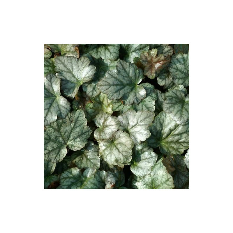 Heucherella Quicksilver