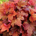 Heucherella Sweet Tea®