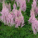 Astilbe du Japon Junon