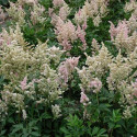 Astilbe du Japon Peach Blossom
