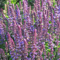 Sauge des bois New Dimension Blue