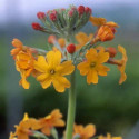 Primevère bullesiana