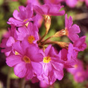 Primevère Grandiflora