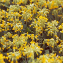 Primevère officinale (coucou)
