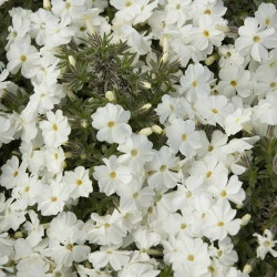 Phlox nain White Admiral