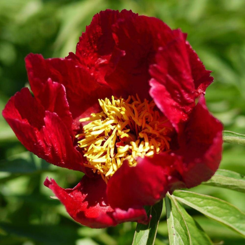 Pivoine herbacée Early Scout
