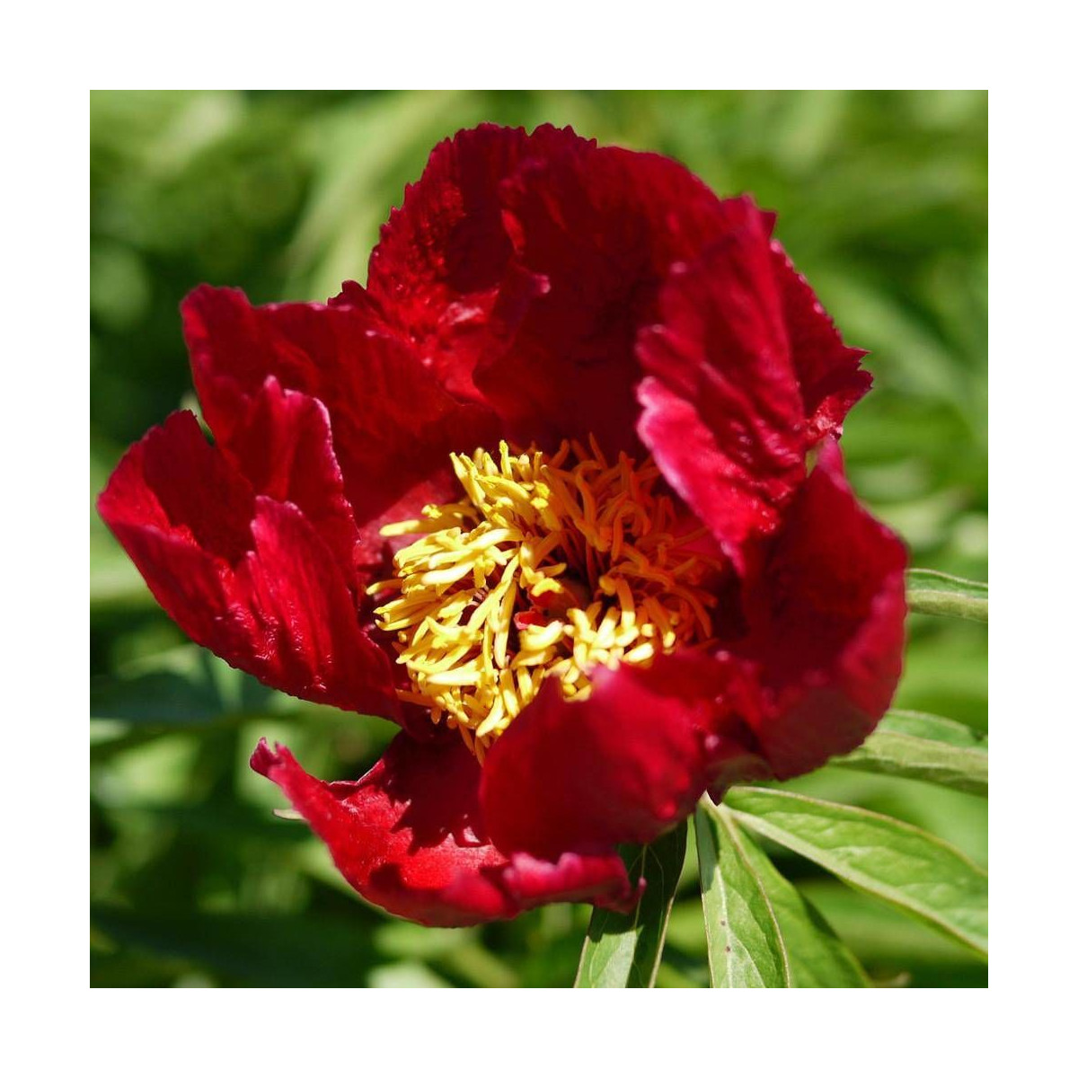 Pivoine Early Scout
