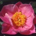 Pivoine herbacée Pink Chalice