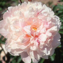 Pivoine herbacée Reine Hortense
