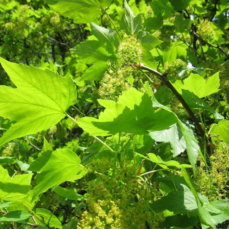 Érable sycomore, Acer pseudoplatanus