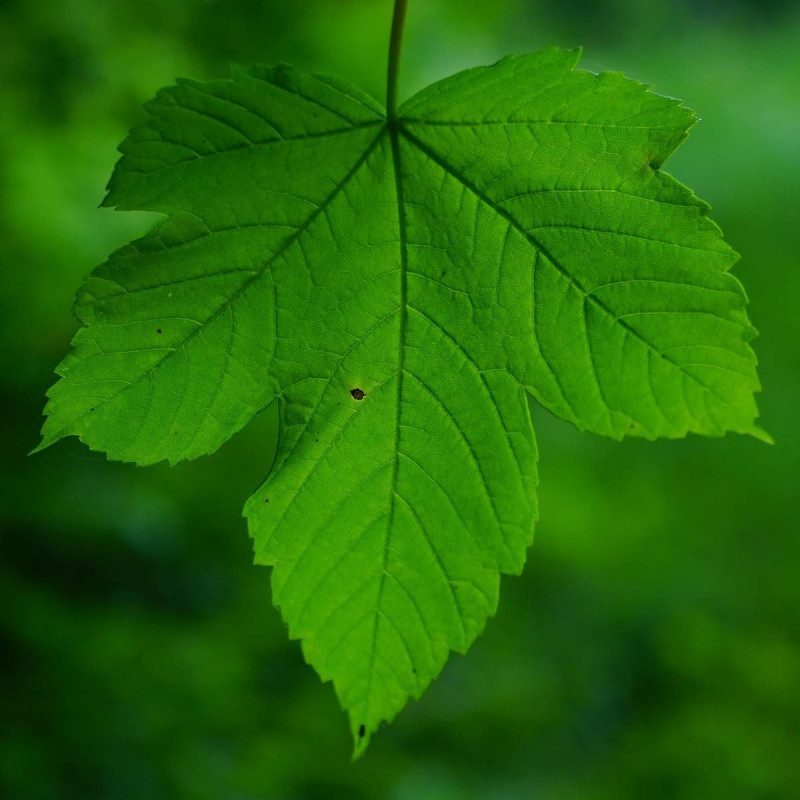 Érable sycomore, Acer pseudoplatanus
