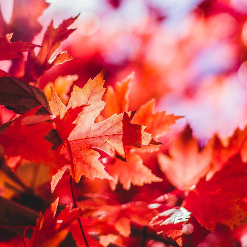 Érable sycomore Atropurpureum, Acer pseudoplatanus