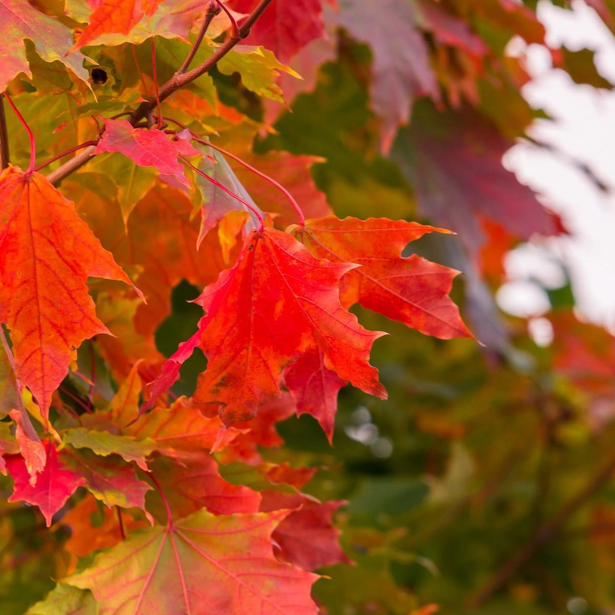 Érable rouge October Glory, Acer rubrum Érable rouge October Glory, Acer rubrum