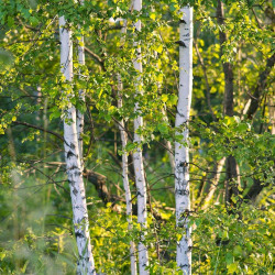 Bouleau verruqueux - Arbre