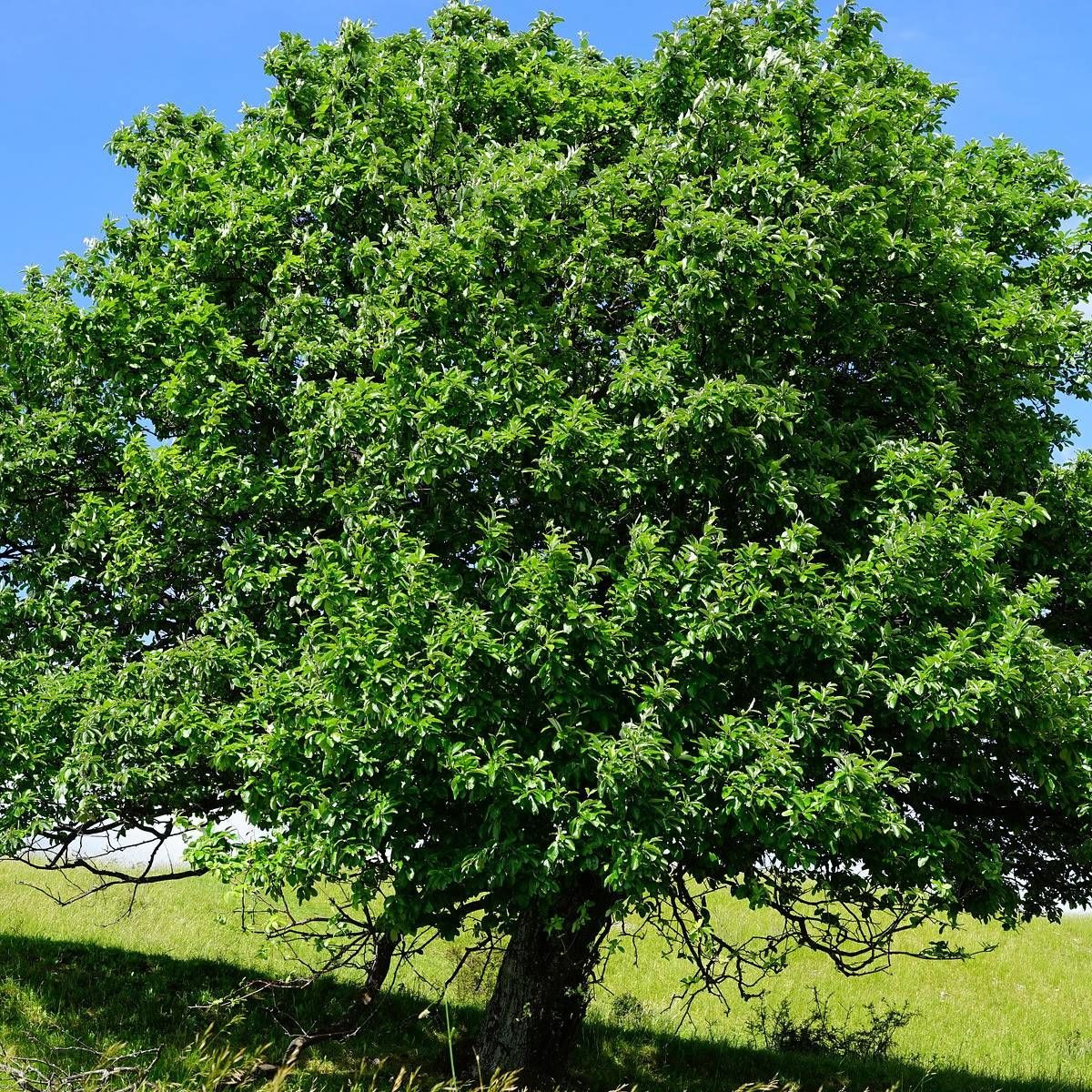 Aubépine Rose Flore Pleno, Crataegus